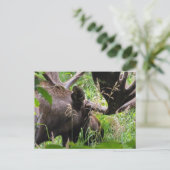 Bull Moose Briefkaart (Staand voorkant)
