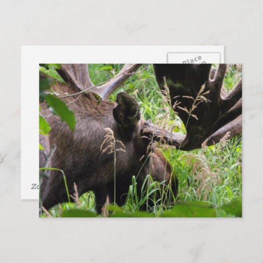 Bull Moose Briefkaart (Voorkant / Achterkant)