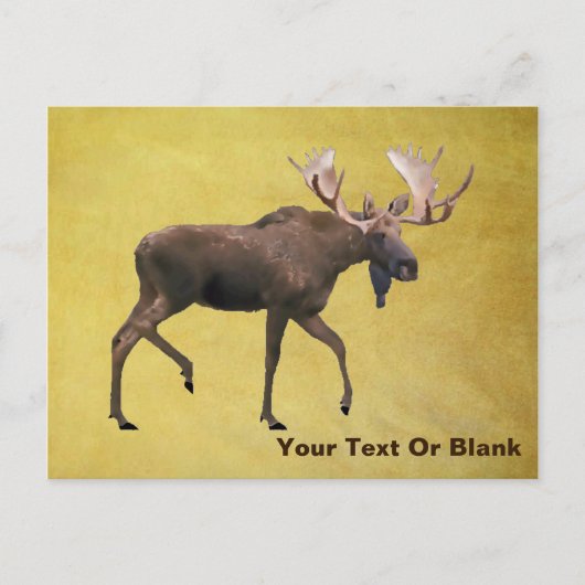 Bull Moose Briefkaart (Voorkant)