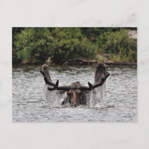 Bull Moose Briefkaart