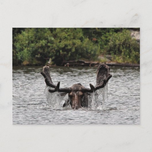 Bull Moose Briefkaart (Voorkant)