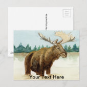 Bull Moose Briefkaart (Voorkant / Achterkant)