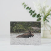 Bull Moose Briefkaart (Staand voorkant)