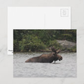 Bull Moose Briefkaart (Voorkant / Achterkant)