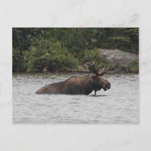 Bull Moose Briefkaart