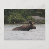 Bull Moose Briefkaart (Voorkant)