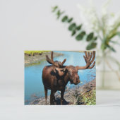 Bull Moose Briefkaart (Staand voorkant)