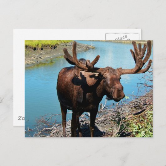 Bull Moose Briefkaart (Voorkant / Achterkant)