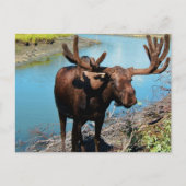 Bull Moose Briefkaart (Voorkant)