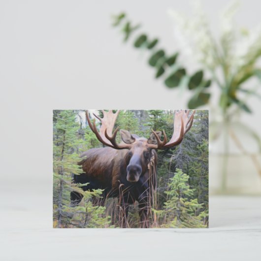 Bull Moose Briefkaart (Staand voorkant)