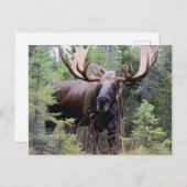 Bull Moose Briefkaart (Voorkant / Achterkant)