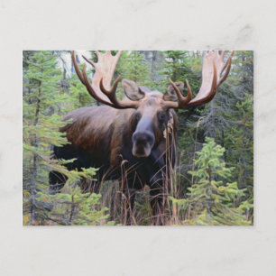 Bull Moose Briefkaart