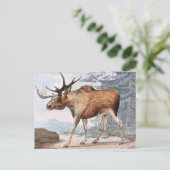 Bull Moose  Drawing Briefkaart (Staand voorkant)