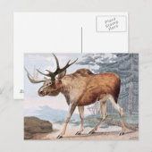 Bull Moose  Drawing Briefkaart (Voorkant / Achterkant)