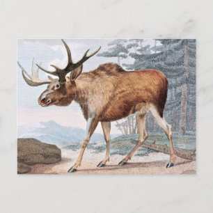 Bull Moose Drawing Briefkaart