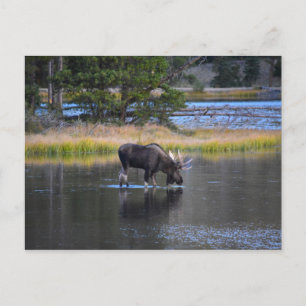 Bull Moose Drink in het meer van Sprague, Colorado Briefkaart
