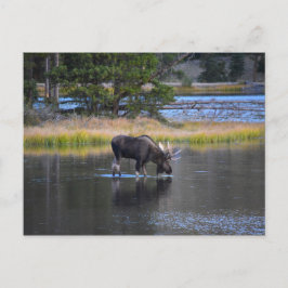 Bull Moose Drink in het meer van Sprague, Colorado Briefkaart