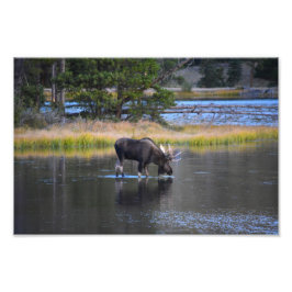 Bull Moose Drink in het meer van Sprague, Colorado Foto Afdruk