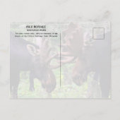 Bull Moose Duel, Isle Royale Briefkaart (Achterkant)