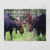 Bull Moose Duel, Isle Royale Briefkaart (Voorkant)