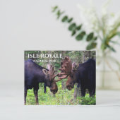 Bull Moose Duel, Isle Royale Briefkaart (Staand voorkant)