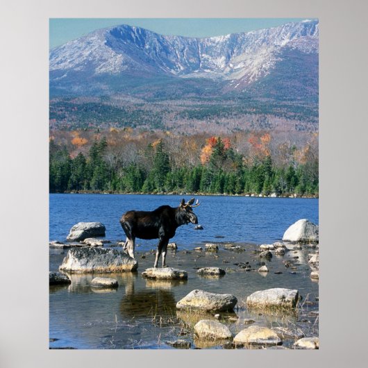 Bull Moose en Mount Katahdin Poster (Voorkant)