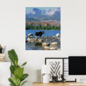 Bull Moose en Mount Katahdin Poster (Thuiskantoor)