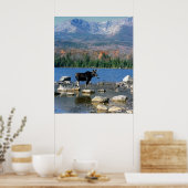 Bull Moose en Mount Katahdin Poster (Keuken)