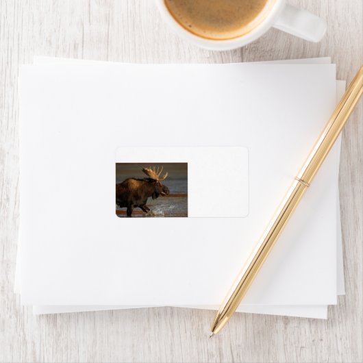 Bull Moose Etiket (Insitu)