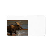 Bull Moose Etiket (Voorkant)