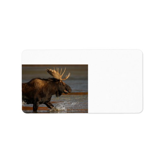 Bull Moose Etiket (Voorkant)