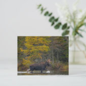 Bull Moose in het meer Briefkaart (Staand voorkant)