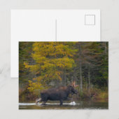 Bull Moose in het meer Briefkaart (Voorkant / Achterkant)