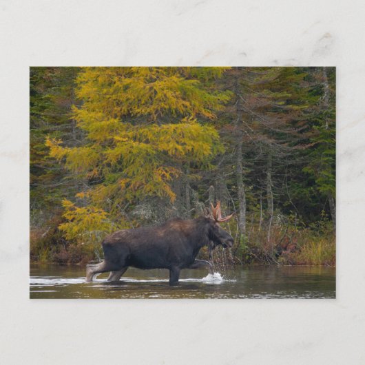 Bull Moose in het meer Briefkaart (Voorkant)