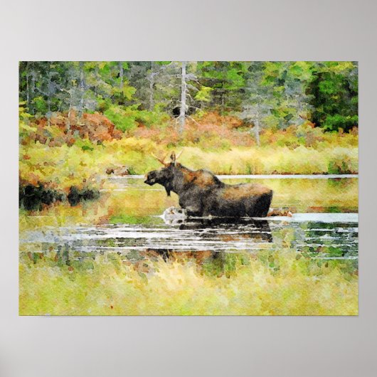 Bull Moose in water Waterverf Schilderwild Poster (Voorkant)