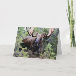 Bull Moose Kaart