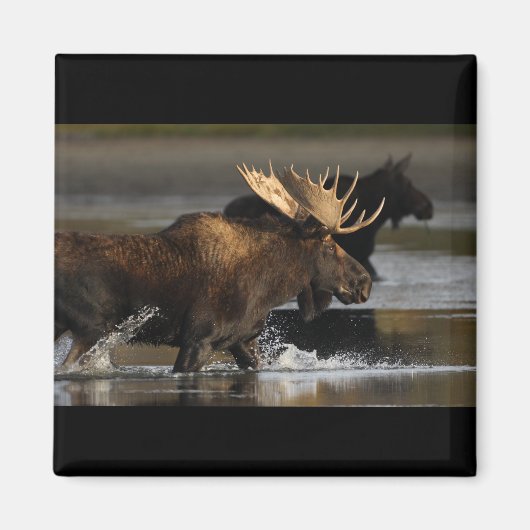 Bull Moose Magneet (Voorkant)