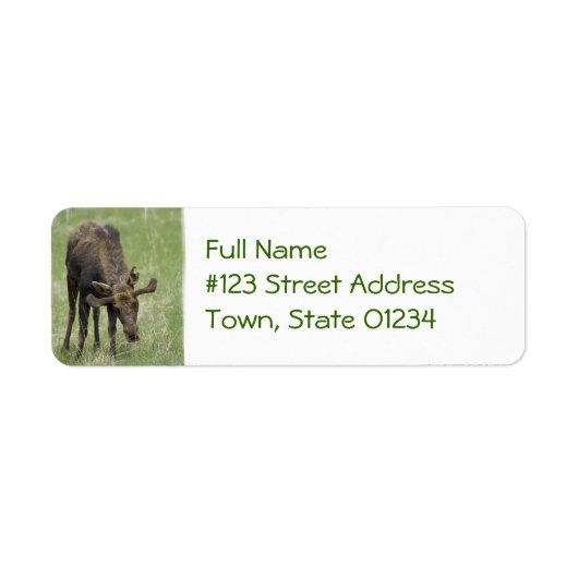 Bull Moose Mailing Label (Voorkant)
