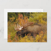 Bull Moose | Nationaal park Denali, Alaska Briefkaart (Voorkant / Achterkant)