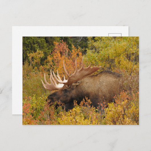 Bull Moose | Nationaal park Denali, Alaska Briefkaart (Voorkant / Achterkant)