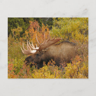 Bull Moose   Nationaal park Denali, Alaska Briefkaart
