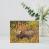 Bull Moose | Nationaal park Denali, Alaska Briefkaart (Staand voorkant)