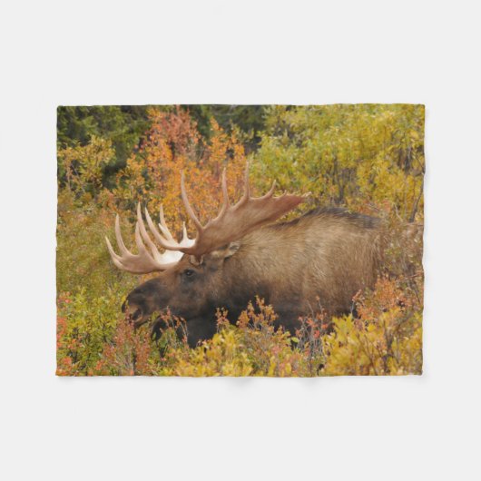 Bull Moose | Nationaal park Denali, Alaska Fleece Deken (Voorkant (Horizontaal))
