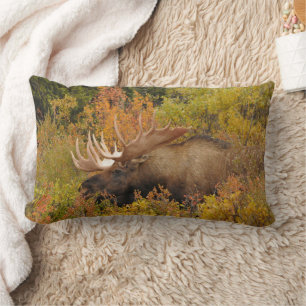 Bull Moose   Nationaal park Denali, Alaska Kussen