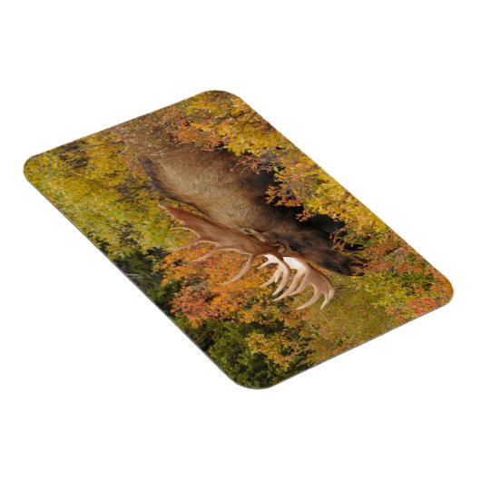 Bull Moose | Nationaal park Denali, Alaska Magneet (Rechterzijde)