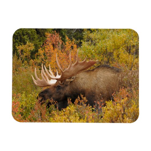 Bull Moose | Nationaal park Denali, Alaska Magneet (Horizontaal)