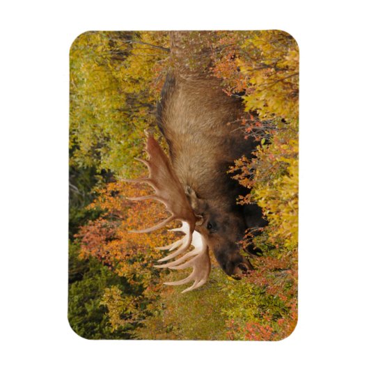Bull Moose | Nationaal park Denali, Alaska Magneet (Verticaal)