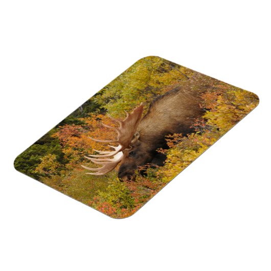 Bull Moose | Nationaal park Denali, Alaska Magneet (Linkerzijde)