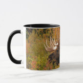 Bull Moose | Nationaal park Denali, Alaska Mok (Links)