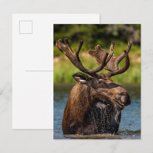 Bull Moose | Nationaal park Glacier Montana Briefkaart (Voorkant / Achterkant)